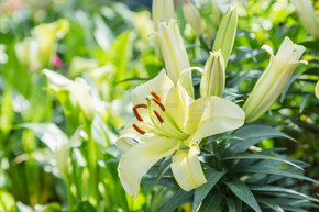 阳光明媚的夏日或春日花园里的百合花和绿叶背景，用于美容装饰和农业设计。百合百合杂种。