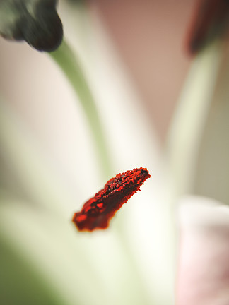 和花粉 素材免费下载 和花粉图片大全 和花粉模板 千图网