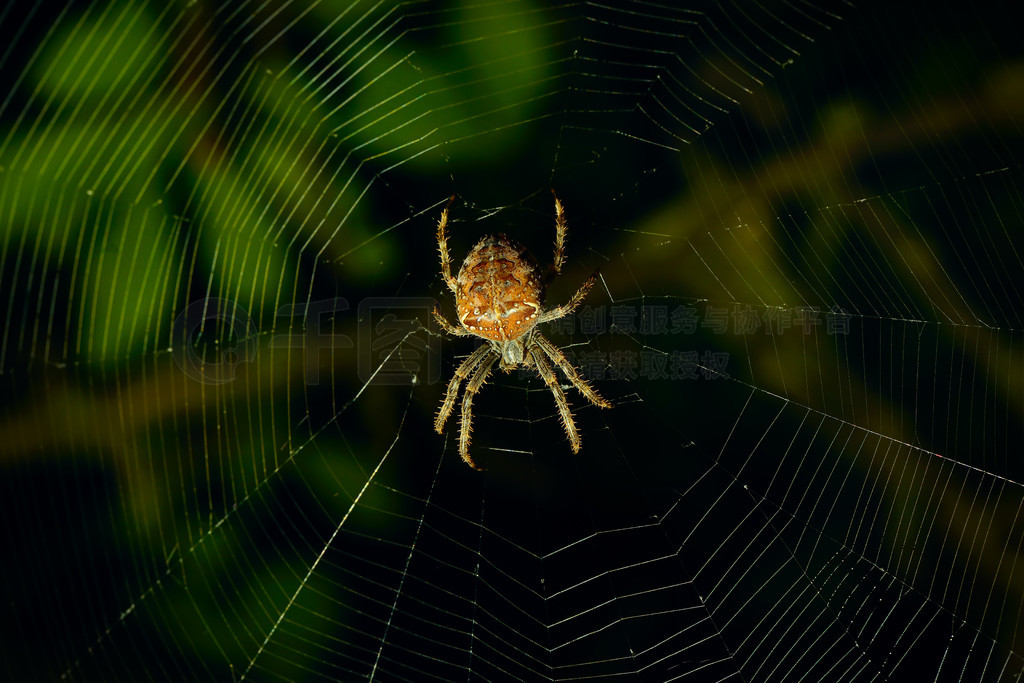 ֩еĻ԰֩루ʮ֩룬Araneus diadematus