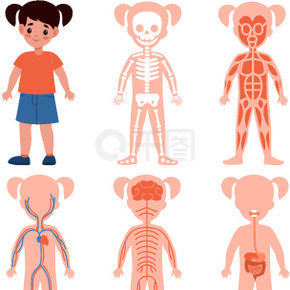 女孩身体系统。儿童剪影与内部重要系统、骨骼和血液、肌肉、神经和肠道、纵向截面解剖海报。医学教育计划矢量卡通隔离集。女孩身体系统。儿童剪影与内部重要系统、骨骼和血液、肌肉、神经和肠道、纵向截面解剖海报。
