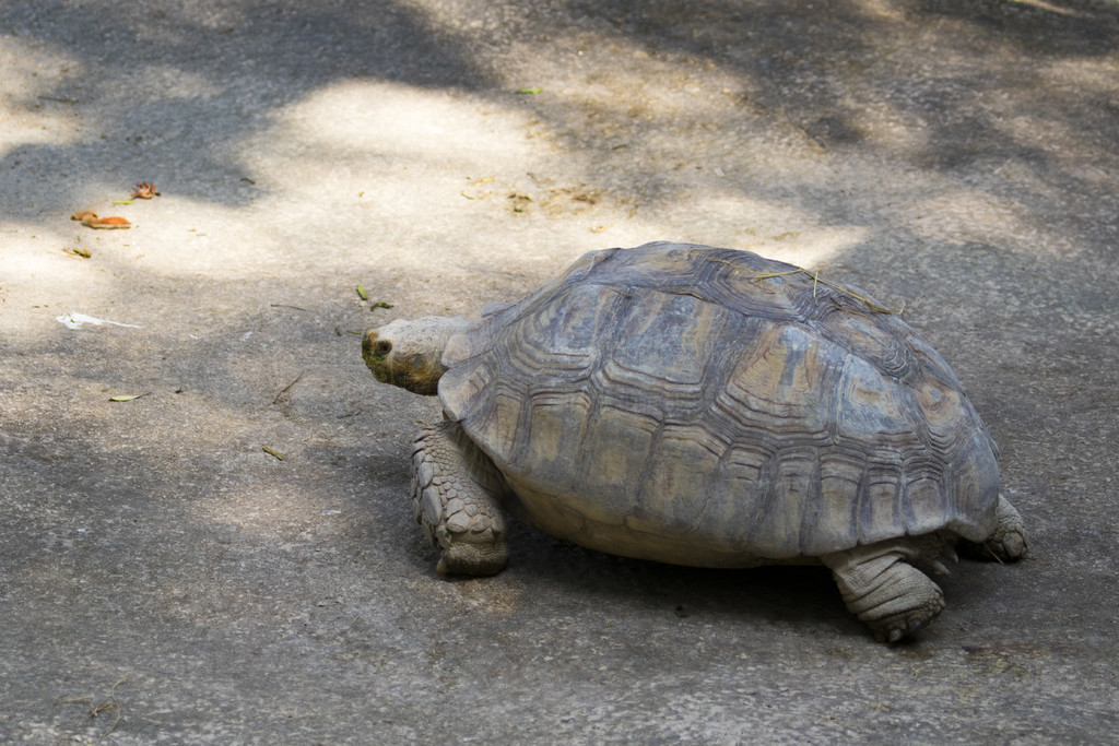 һֻڹڵϵͼ (Geochelone sulcata) ж