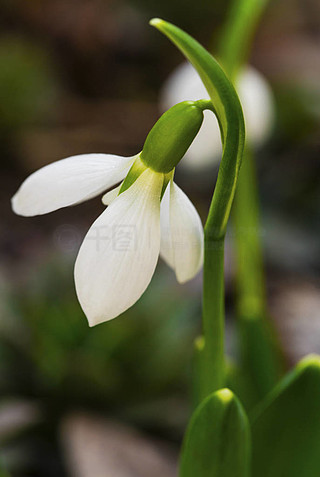 美丽的雪莲花特写