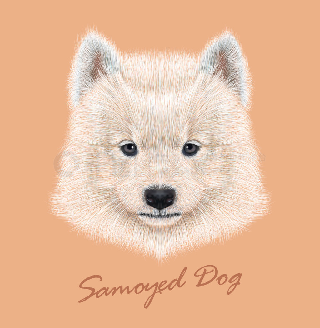 ĪҮ¹ɰɰİɫ eskimo spitz Samoyed Сͷ񡣴ֵǵıëƤФӱ.