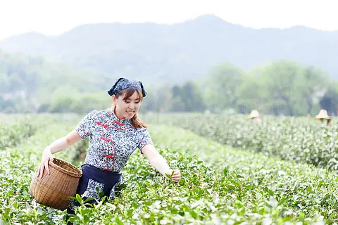 漂亮的采茶女孩图片图片