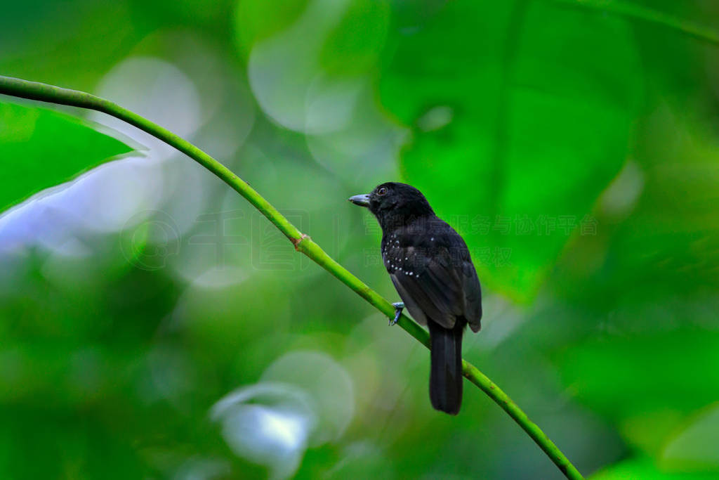 ñ antshrike, Thamnophilus bridgesi, ɫɭȴֲ, , ˹ӡAntshrike ڴֵ֦.