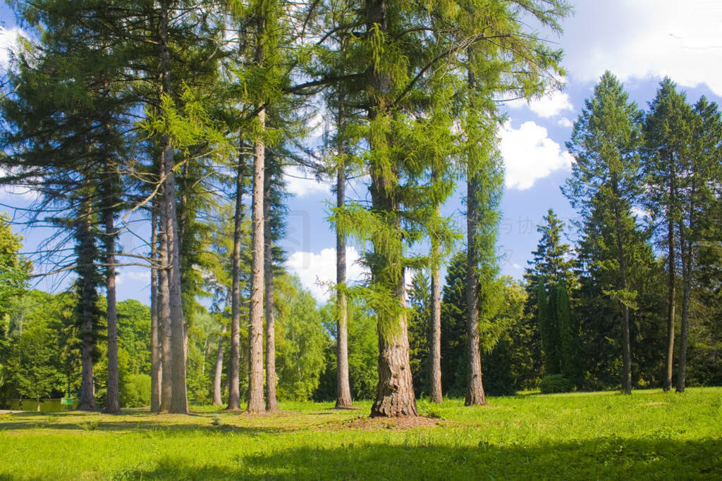 ڿжݹҵй԰˹ڴĵҶ(Larix Decidua Mill)⾰