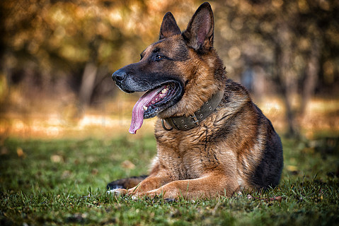 警犬狼狗图片