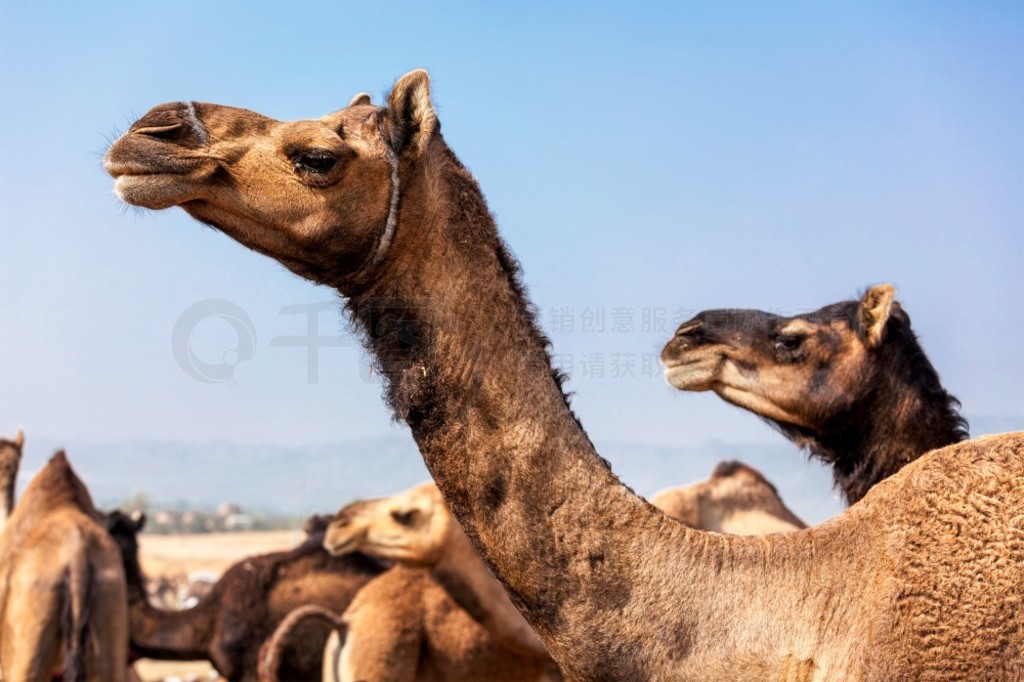 Pushkar Mela  - պᣬʲС Pushkar Mela ռкξ֮һӡ˹̹˹˹̹ʲ÷ղ