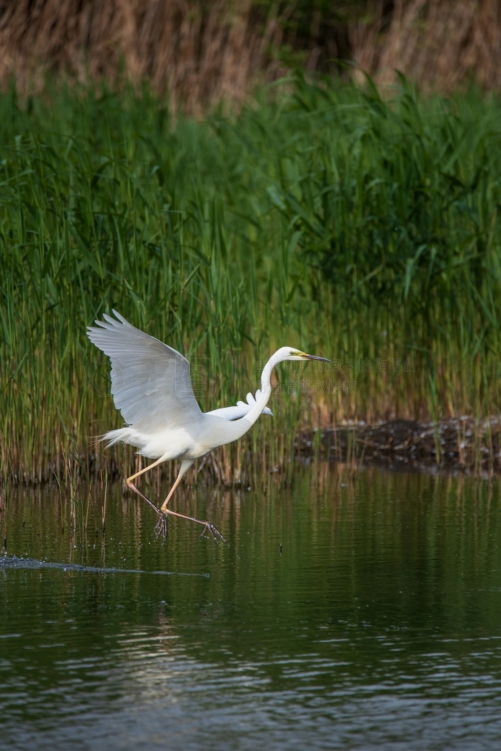 £Ĵذǡ (Ardea Alba) ʪϿշеĿɰ