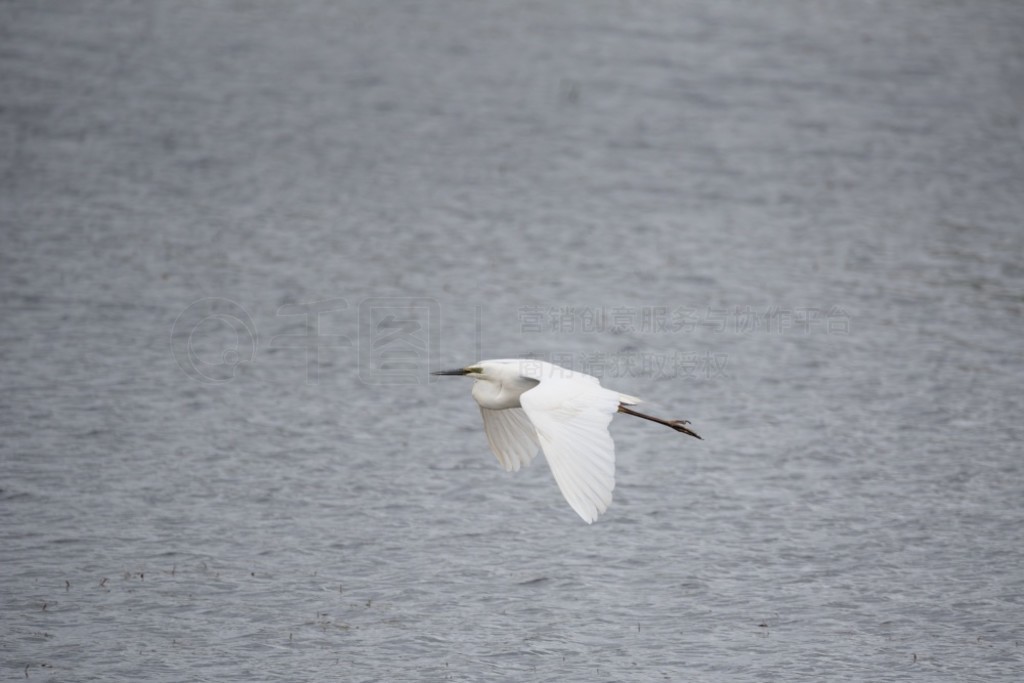 £Ĵذǡ (Ardea Alba) ʪϿշеĿɰ