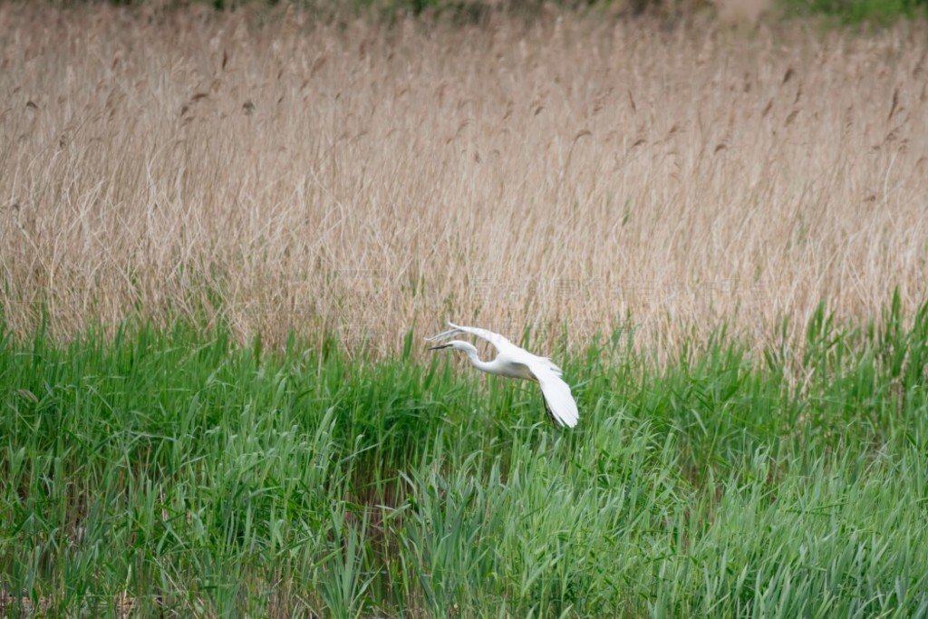 £Ĵذǡ (Ardea Alba) ʪϿշеĿɰ