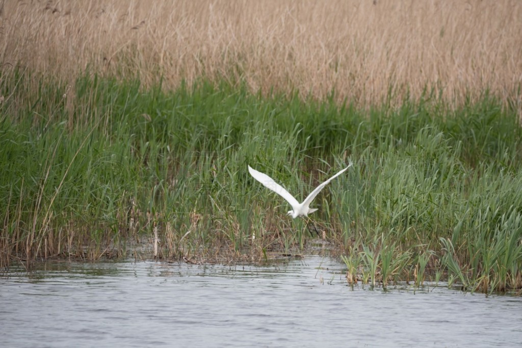 £Ĵذǡ (Ardea Alba) ʪϿշеĿɰ