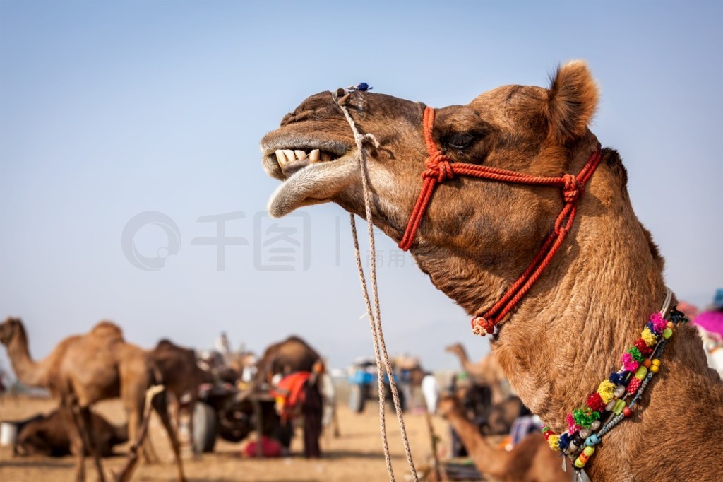 Pushkar Mela  - պᣬʲС Pushkar Mela ռкξ֮һӡ˹̹˹˹̹ʲ÷ղ