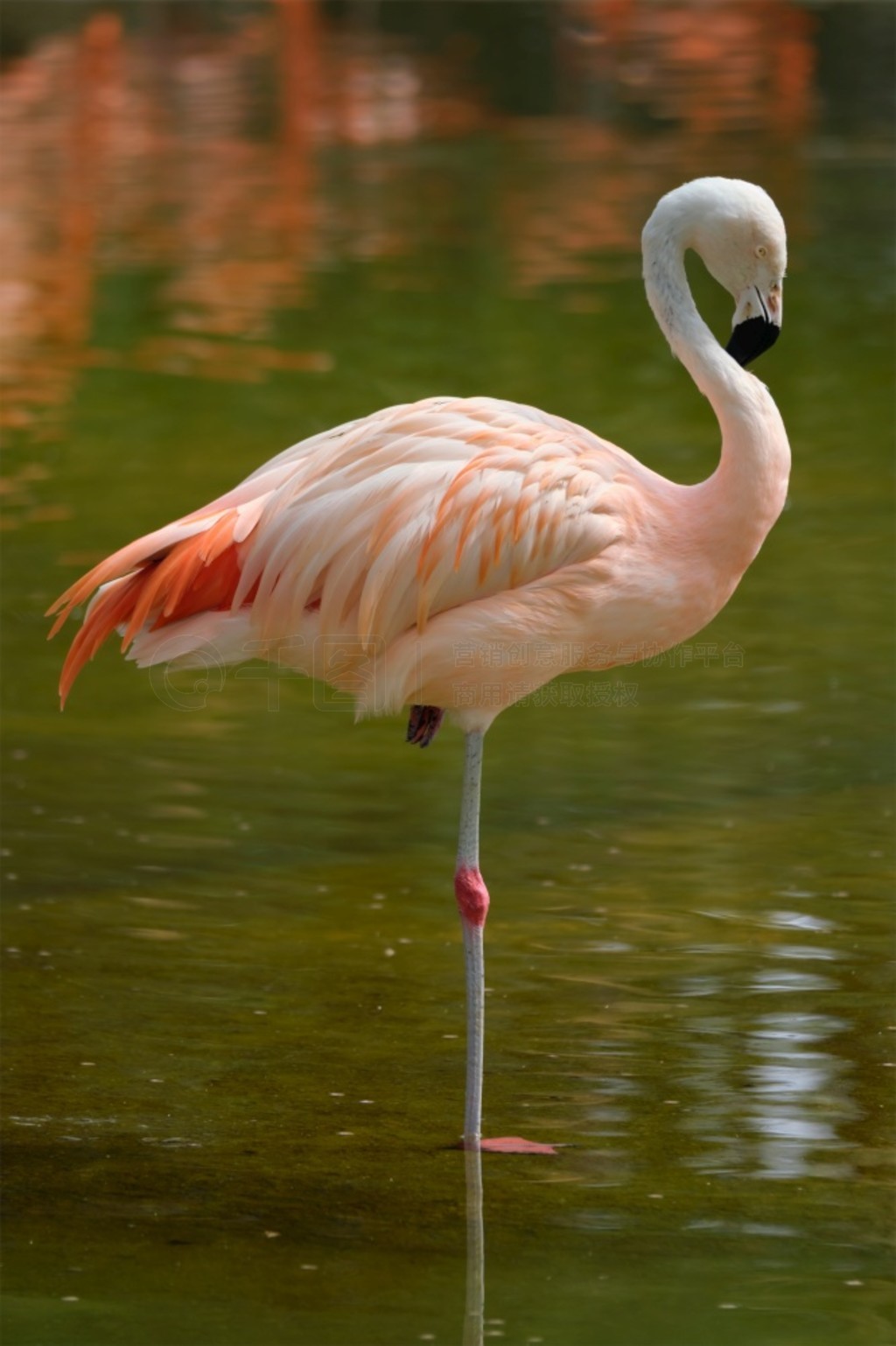 Phoenicopterus chilensisۺɫڳ Phoenicopterus chilensis 