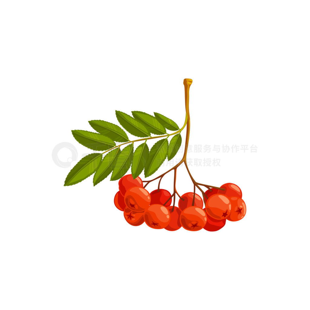 Rowanberry ʸͼ꣬ɫҶҰĽʳƷлȻͨԪء鱽ʸͼ꣬Ұ