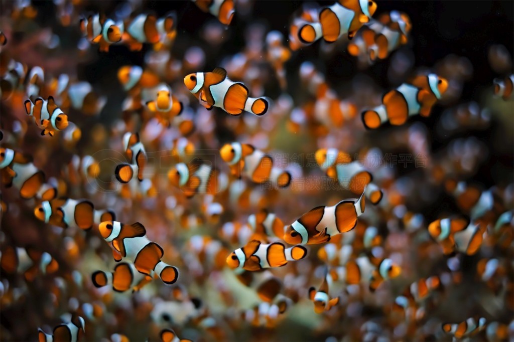 С Amphiprion ocellaris СȺں֮ǳ̲Ⱥ塣С󺣿 Amphiprion ocellaris