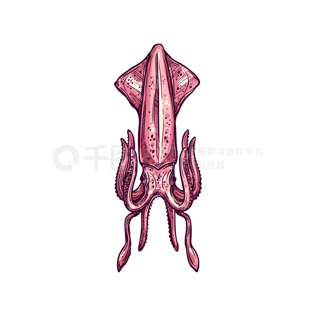 嶯ͷ Pholidoteuthis 衣ʸֻ湳㡣 Pholidoteuthis 뺣