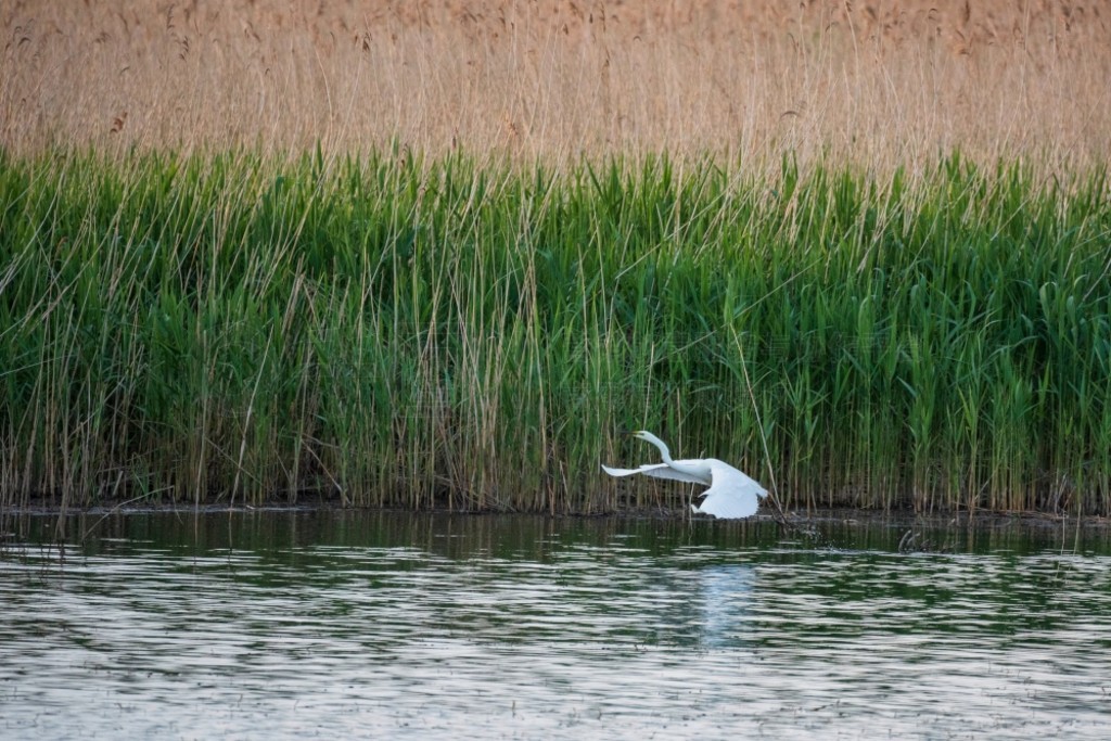 £Ĵذǡ (Ardea Alba) ʪϿշеĿɰ