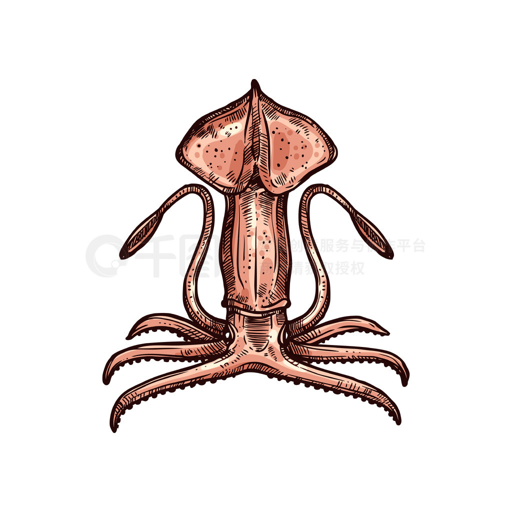 Octopoteuthidae 㣬 Pholidoteuthis ˮ¶ֻͼʸ嶯ͷදʵˮ¶кʳĺʡ嶯ͷ Pholidot