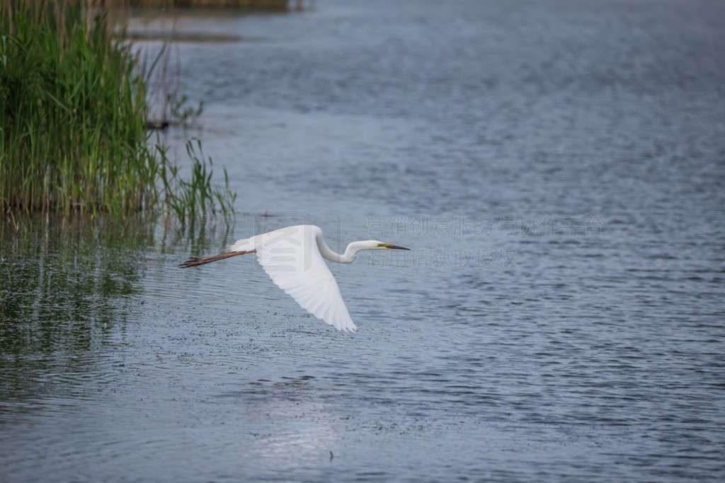 £Ĵذǡ (Ardea Alba) ʪϿշеĿɰ