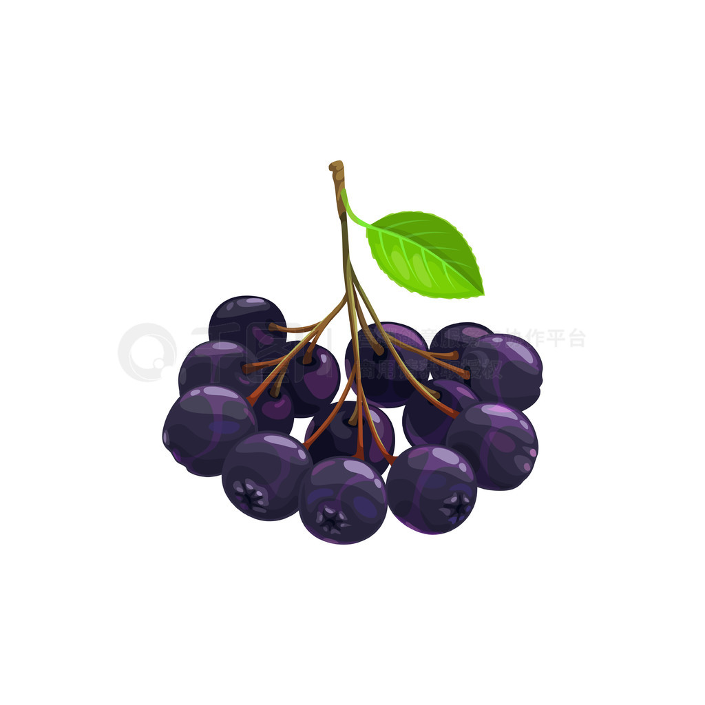 ɫǿ˲ｬũ԰Ұɭֵʳʸƽͼꡣ chokeberry  choke berry ջϡڿݮˮʳƷ԰ɭ