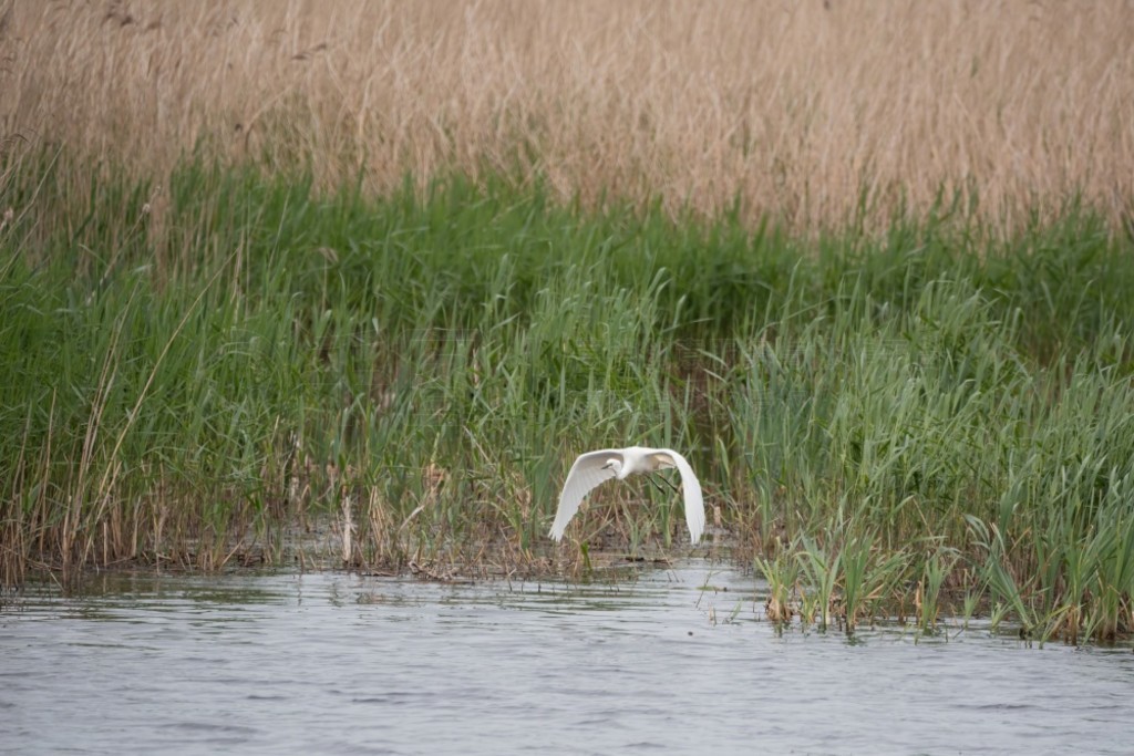 £Ĵذǡ (Ardea Alba) ʪϿշеĿɰ