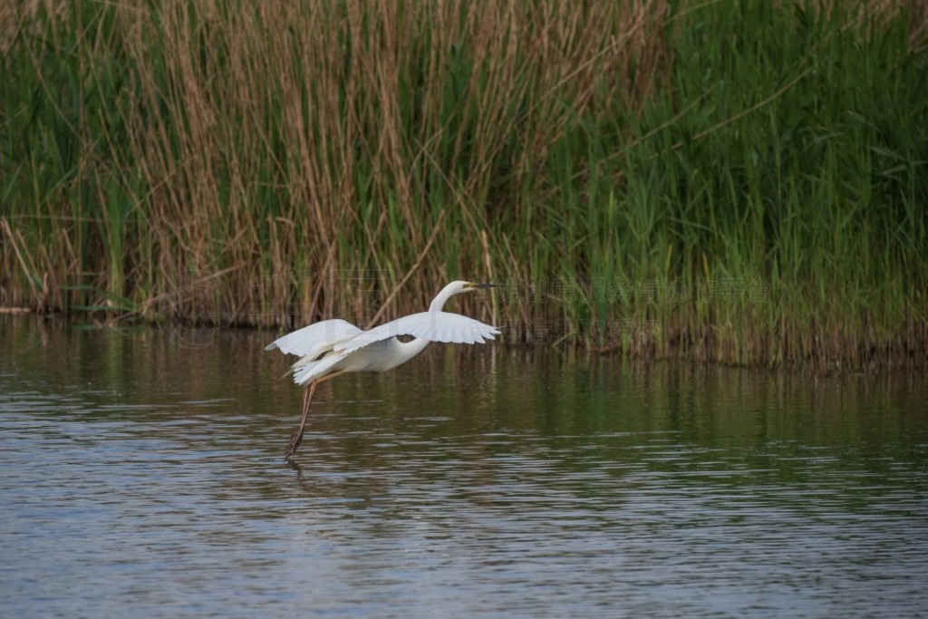 £Ĵذǡ (Ardea Alba) ʪϿշеĿɰ