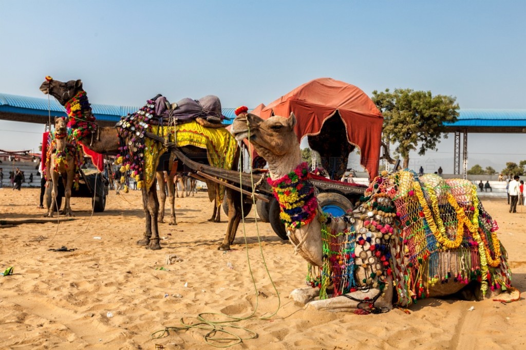 һһȵʲղ (Pushkar Mela) װεաӡ˹̹ʲӡʲղϵ