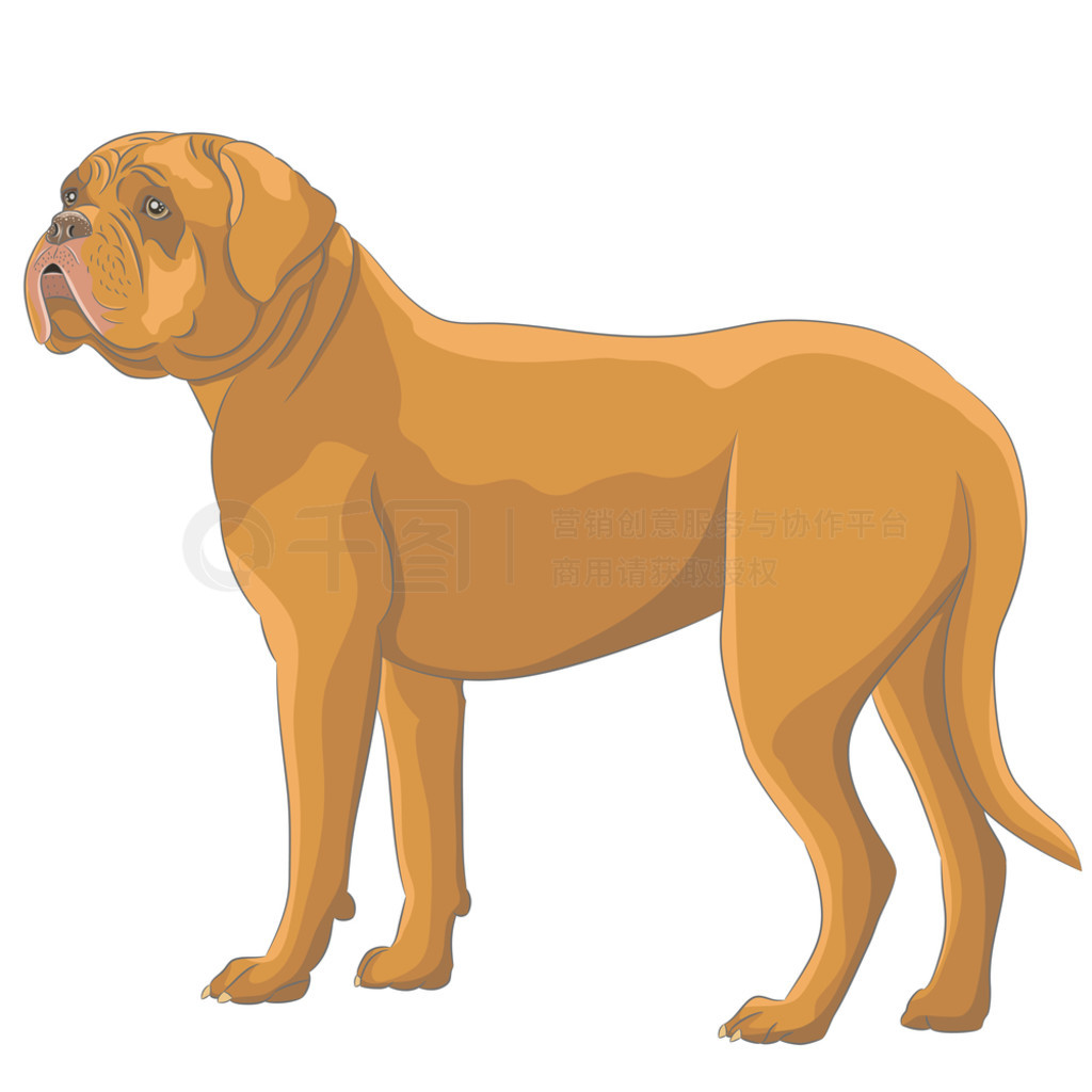 ɫȮɫһβ͡Ⱦý֤ڰɫĻɫDogue de Bordeaux