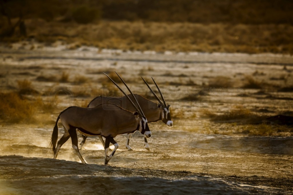 Ϸ Kgalagadi 羳԰ʱֻ֣Ϸɳ̲ߣơϷ Kgalagadi 羳԰Ϸ