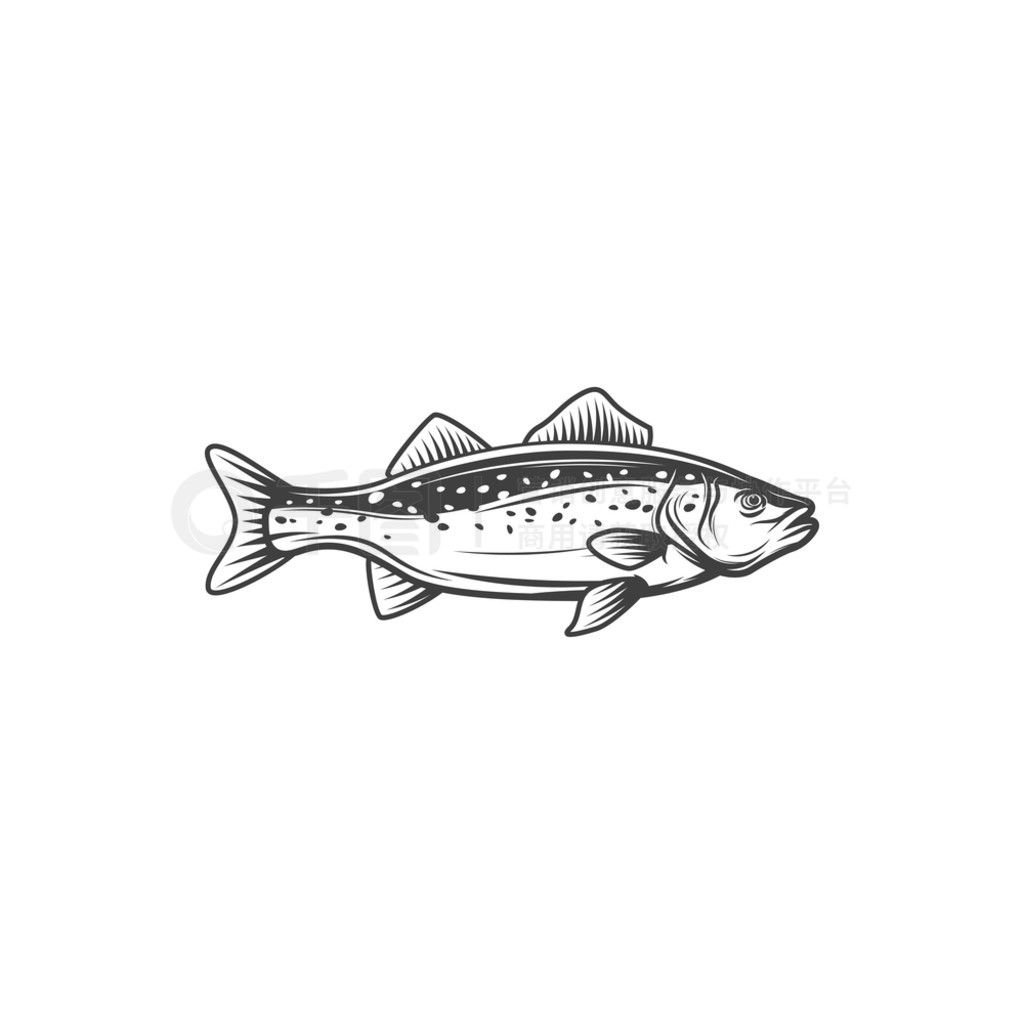 ˮ scumbridae 㵥ɫͼꡣʸƺӺ˶ˮǹֻ档ˮŷްͶʲ㡣 Walleye Zander  scumbidae ˮ