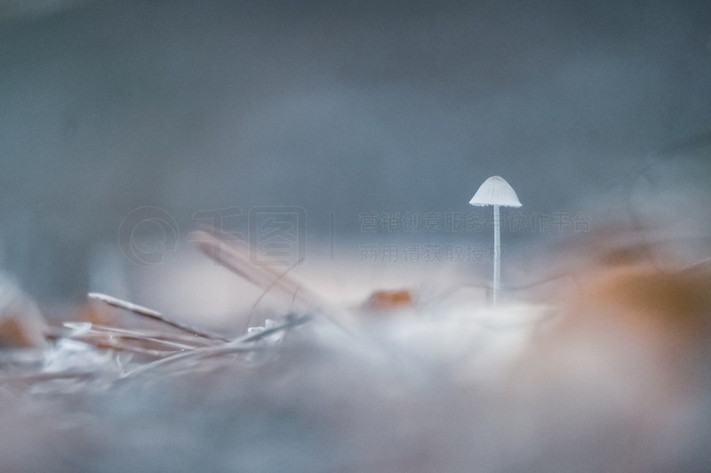 ɭֵϵҰʳĢ mycena vulgaris׵ñĢСȺͻɫñӡ＾ʱж..＾ɭоλյС