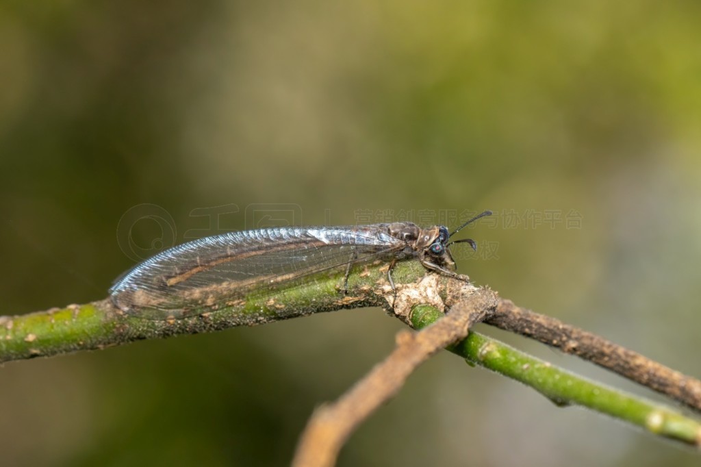 myrmeleon formicarius ͼϢȻ֦ϡʨ档