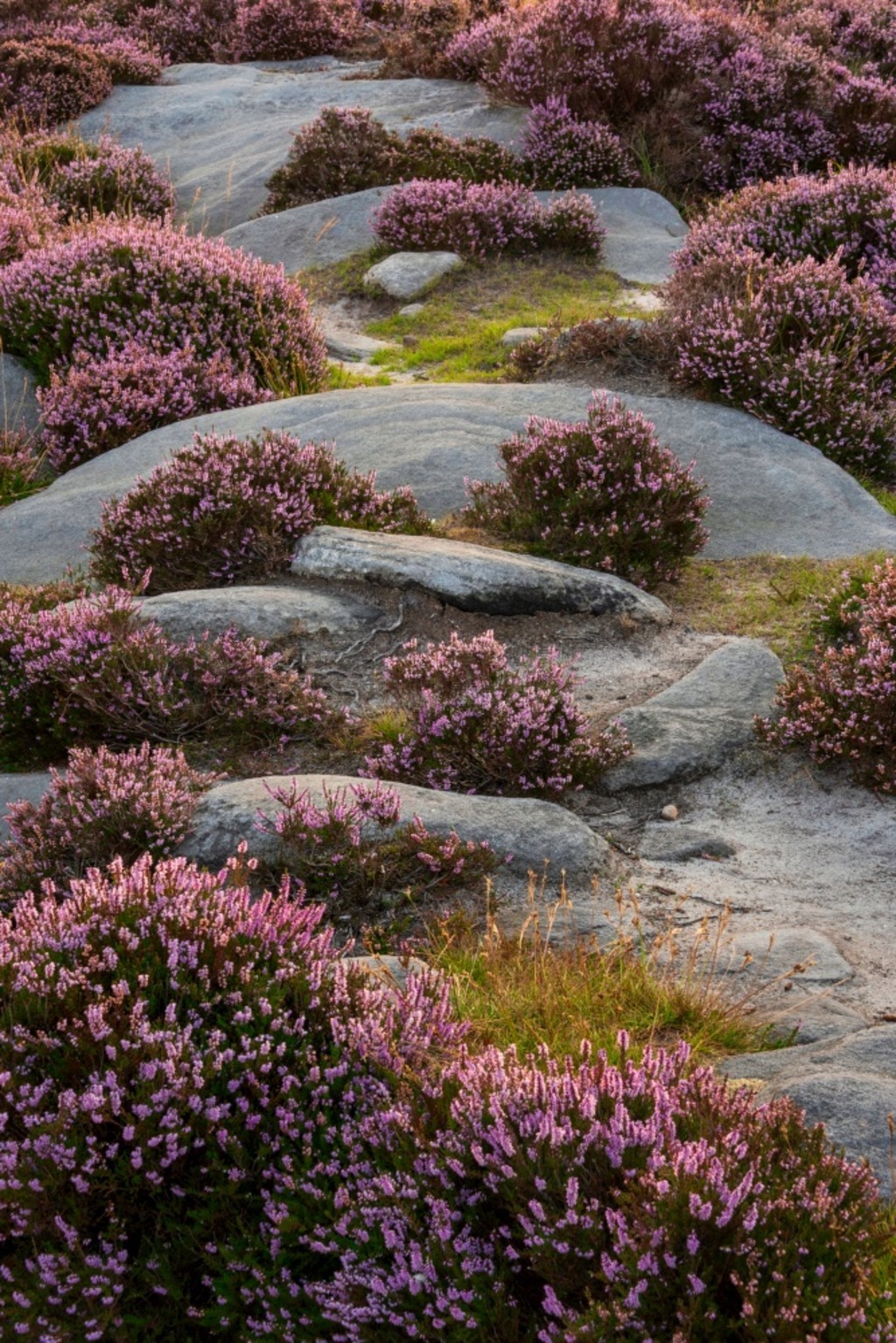  (Peak District) ĩ˾̾ճϣ (Higger Tor) ͲԵ (Burbage Edge) ΧʢʯϻϿ