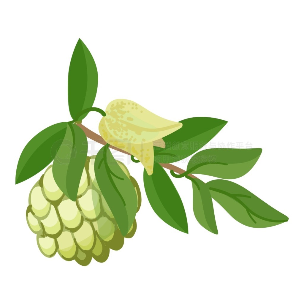 Soursop ֦ͼ꿨ͨʸάʳƷˮ Soursop ֦ͼ꿨ͨʸάʳƷ