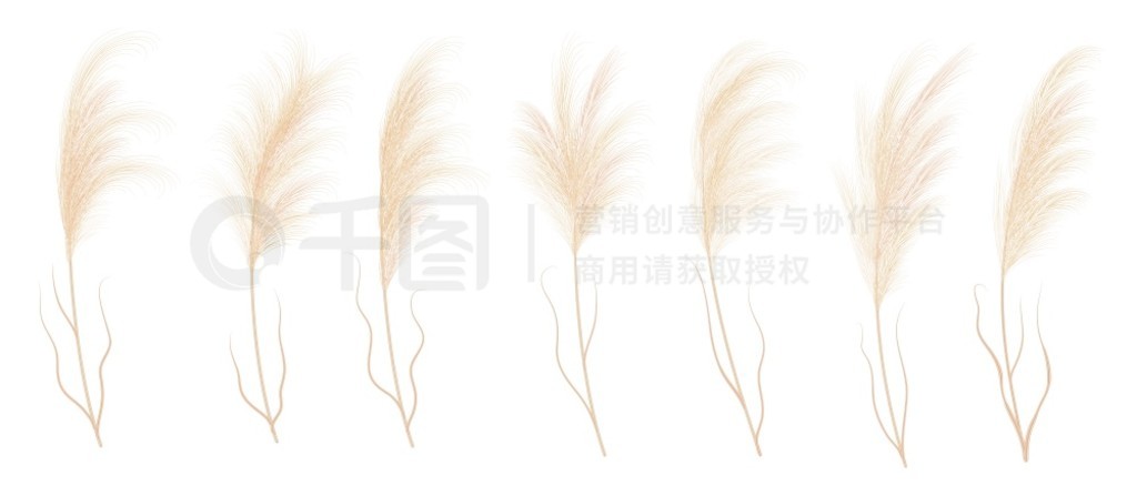 Ѳݷʸֲ֦Բ׶ Cortaderia selloana ԪأҰݱֲëͷȻέҰѲݷʸֲ֦