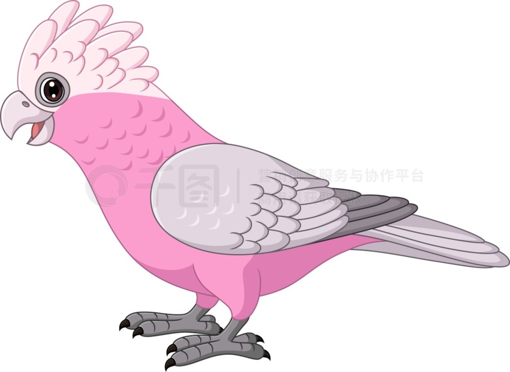 ͨ Galah ͷ  