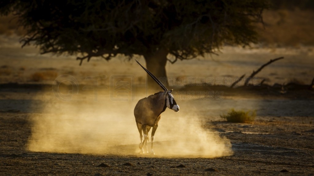 Ϸ Kgalagadi 羳԰ʱ֣Ϸɳ̲ߣơϷ Kgalagadi 羳԰Ϸ