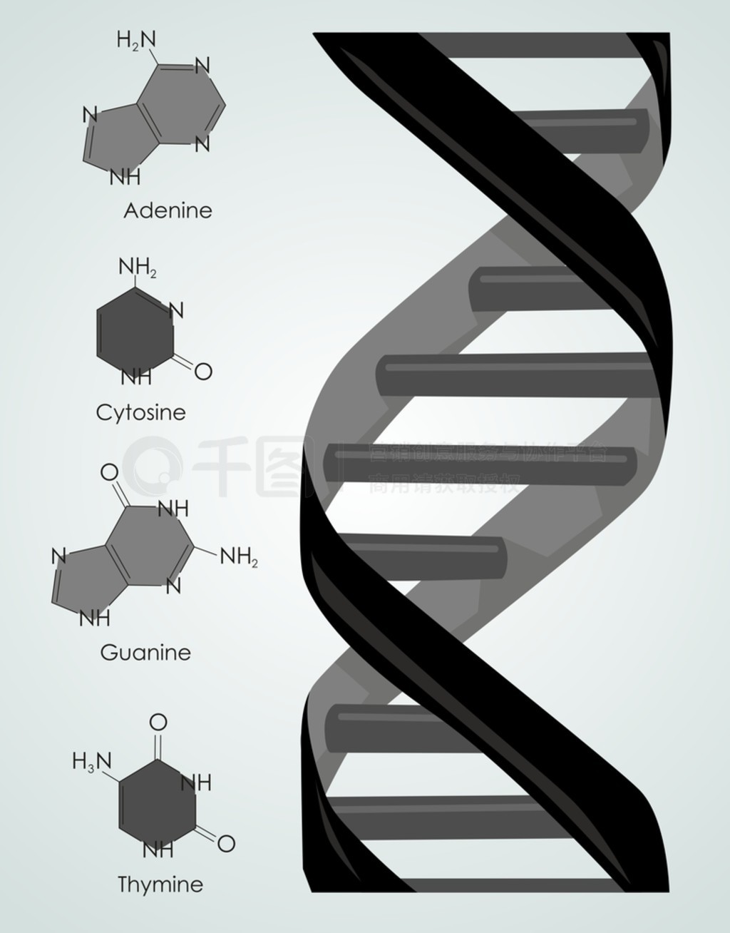 DNA˫ṹּ