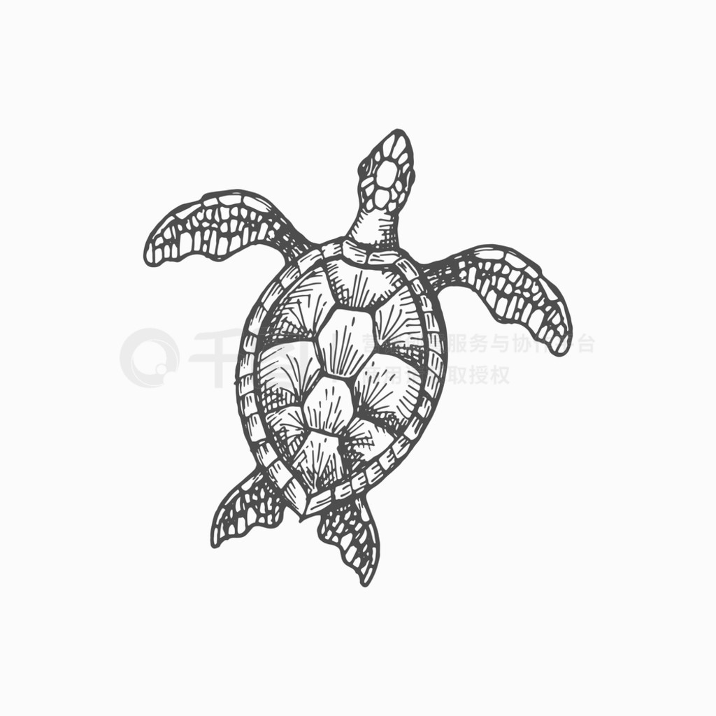 ľ꺣뵥ɫͼꡣʸ caretta ˮǡˮݳжＪP꣬жꡣݻľꡢж