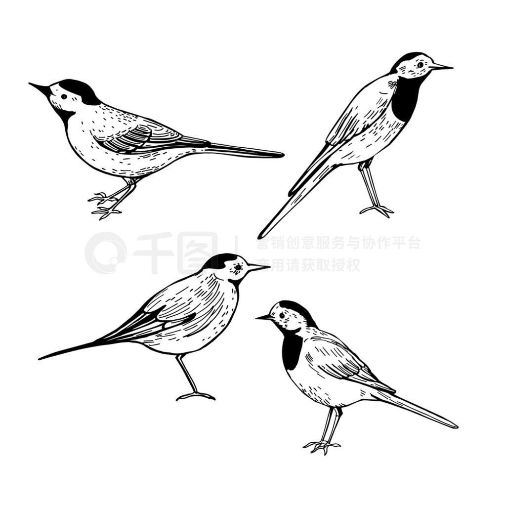 ֻɫn_ (Motacilla alba)ʸͼɫϵ