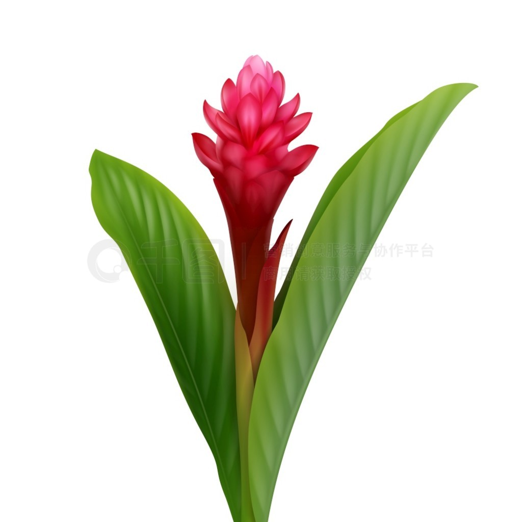 ʸȴֲ콪 Alpinia Purpurata ڰɫ·롣콪