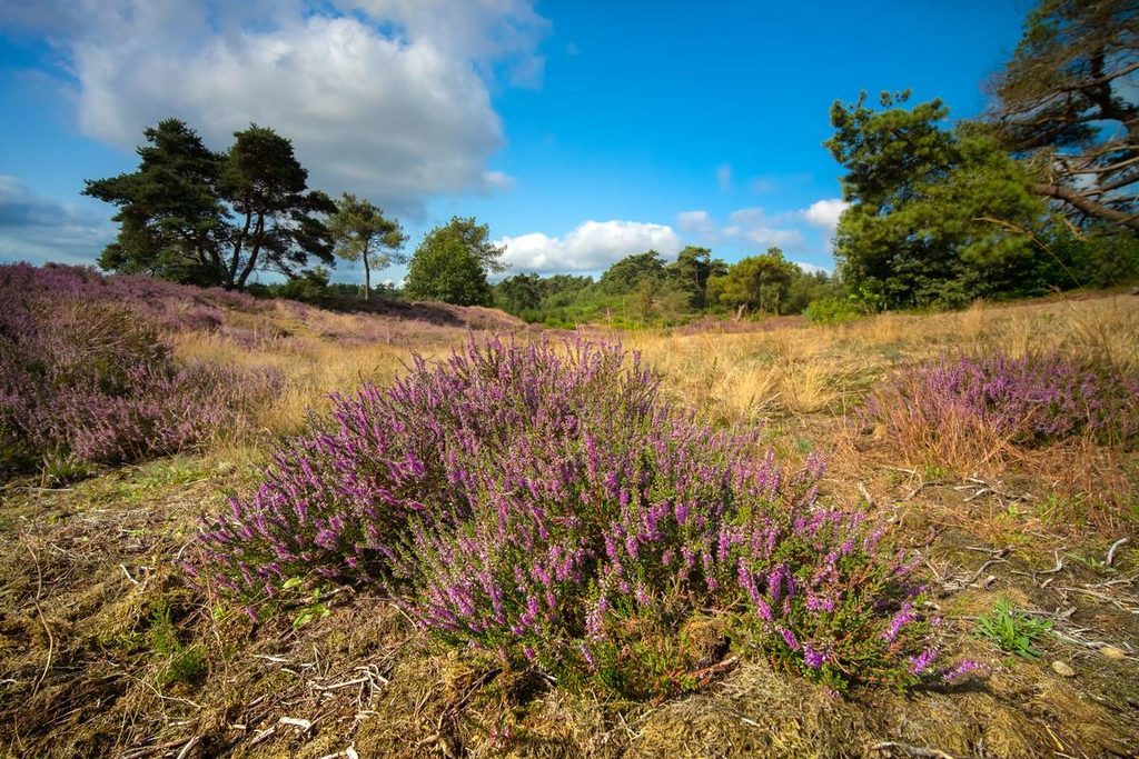 Calluna vulgarisͨʯϻling򵥵ʯϻͰɫɵƲ£Ұϵɫ䡣ʢʯϻʢϷɫʯϻʢļ