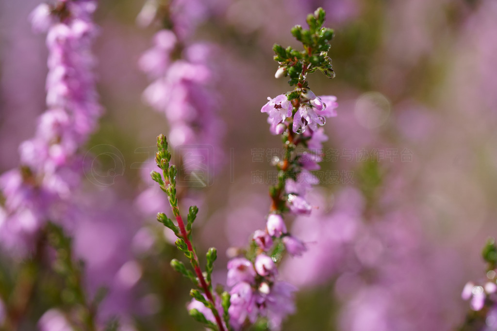 ϷɫʯϻCalluna vulgarisֲʯϻɫͷ׵Ĵͳʮŷ޻ѡԵĽ㡣ʢʯϻʢϷɫʯϻʢļ