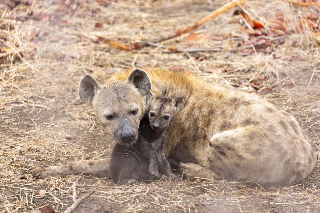 ๷ĸһ Kruger NP Ϸ