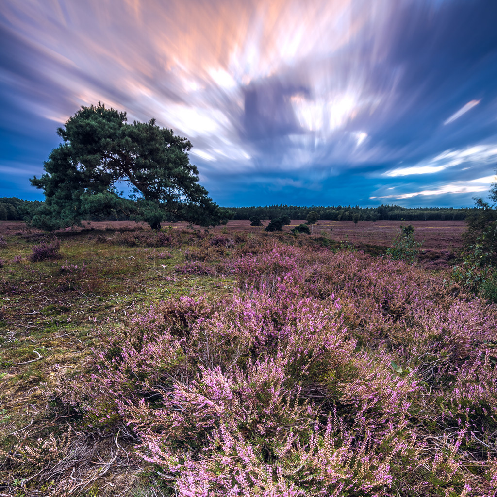 ＾ۣпʯϻľ (Veluwe) ʢʯϻϷɫ