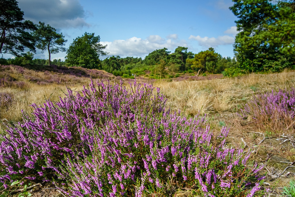 Calluna vulgarisͨʯϻling򵥵ʯϻͰɫɵƲ£Ұϵɫ䡣ʢʯϻʢϷɫʯϻ¬ֺʢļ