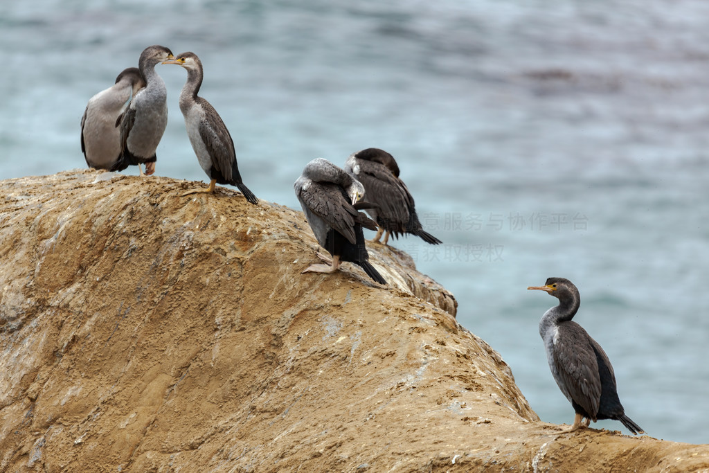 ʯ¶ͷϵİߵˣPhalacrocorax punctatus