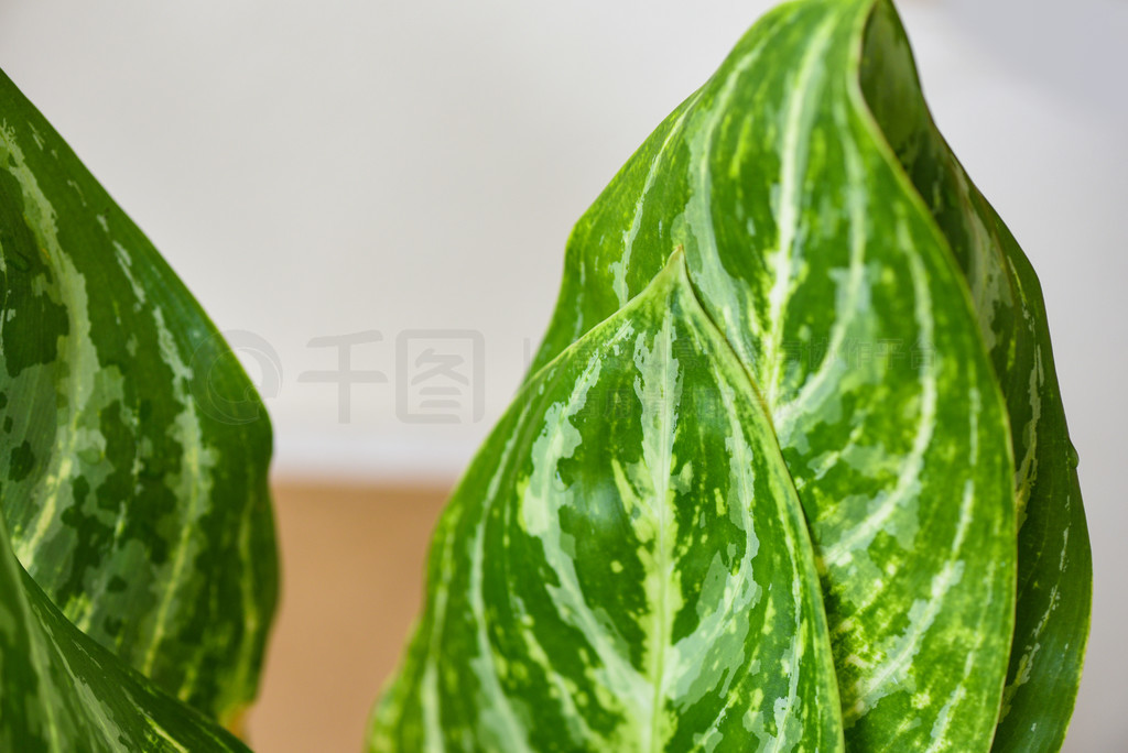 ͥ԰ֲеĻҶ໨̰ҶֲԡߵҶ Aglaonema ֲ