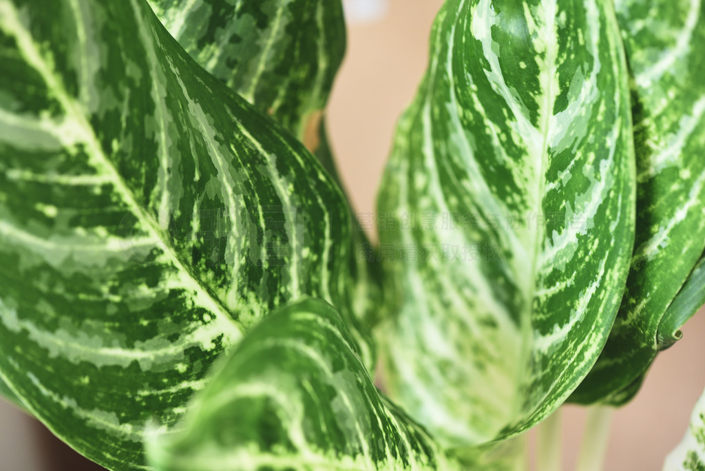 ͥ԰ֲеĻҶ໨̰ҶֲԡߵҶ Aglaonema ֲ